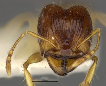 Media type: image;   Entomology 8699 Aspect: head frontal view